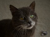 Berliauz, beau chat gris à adopter en association