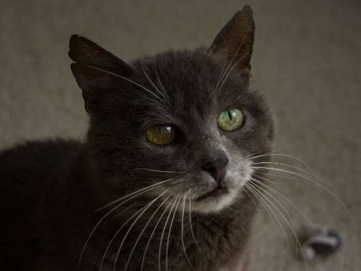 Berliauz, beau chat gris à adopter en association