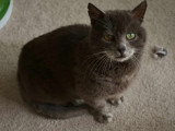 Berliauz, beau chat gris à adopter en association