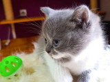 3 chatons mâles British Shorthair à réserver non LOOF, nés en avril 2026