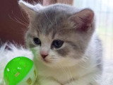 3 chatons mâles British Shorthair à réserver non LOOF, nés en avril 2026