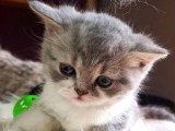 3 chatons mâles British Shorthair à réserver non LOOF, nés en avril 2026