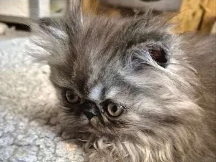 Trois chatons Persans nés en février 2026 à vendre non LOOF