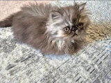Trois chatons Persans nés en février 2026 à vendre non LOOF