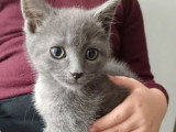 Chaton Chartreux mâle LOOF à vendre