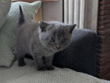 5 chatons femelles Chartreux à réserver LOOF