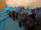 5 chatons femelles Chartreux à réserver LOOF