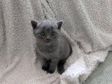 5 chatons femelles Chartreux à réserver LOOF
