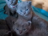 5 chatons femelles Chartreux à réserver LOOF