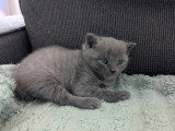 5 chatons femelles Chartreux à réserver LOOF