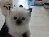 2 chatons femelles Sacré de Birmanie à réserver LOOF d'avril 2026