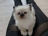 2 chatons femelles Sacré de Birmanie à réserver LOOF d'avril 2026