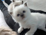 2 chatons femelles Sacré de Birmanie à réserver LOOF d'avril 2026