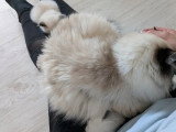 2 chatons femelles Sacré de Birmanie à réserver LOOF d'avril 2026