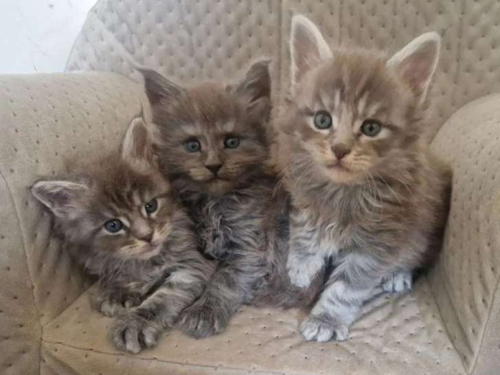 3 chatons Maine Coon LOOF nés en avril 2026 à réserver