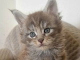 3 chatons Maine Coon LOOF nés en avril 2026 à réserver