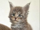 3 chatons Maine Coon LOOF nés en avril 2026 à réserver