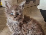 3 chatons Maine Coon LOOF nés en avril 2026 à réserver