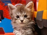 3 chatons Maine Coon LOOF nés en avril 2026 à réserver