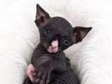 Chaton Sphynx mâle d'avril 2026 non LOOF à réserver