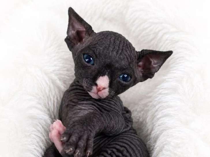 Chaton Sphynx mâle d'avril 2026 non LOOF à réserver