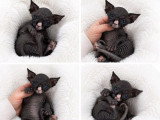 Chaton Sphynx mâle d'avril 2026 non LOOF à réserver