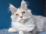 Chaton femelle Maine Coon blue tortie silver LOOF d'août 2025 à vendre