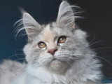 Chaton femelle Maine Coon blue tortie silver LOOF d'août 2025 à vendre