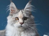 Chaton femelle Maine Coon blue tortie silver LOOF d'août 2025 à vendre