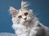 Chaton femelle Maine Coon blue tortie silver LOOF d'août 2025 à vendre