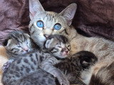 Magnifiques chatons Savannah LOOF à vendre