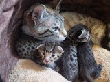 Magnifiques chatons Savannah LOOF à vendre