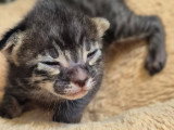 Magnifiques chatons Savannah LOOF à vendre