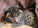 Magnifiques chatons Savannah LOOF à vendre