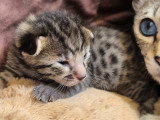 Magnifiques chatons Savannah LOOF à vendre