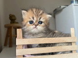 Chaton Persan mâle golden inscrit au LOOF réservation avril 2026