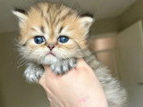 Chaton Persan mâle golden inscrit au LOOF réservation avril 2026