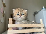 Chaton Persan mâle golden inscrit au LOOF réservation avril 2026