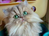 Chaton Persan mâle golden inscrit au LOOF réservation avril 2026