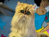 Chaton Persan mâle golden inscrit au LOOF réservation avril 2026