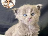 4 chatons Maine Coon femelles LOOF nés en avril 2026 à réserver