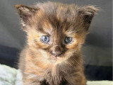 4 chatons Maine Coon femelles LOOF nés en avril 2026 à réserver