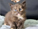 4 chatons Maine Coon femelles LOOF nés en avril 2026 à réserver