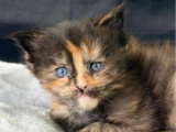 4 chatons Maine Coon femelles LOOF nés en avril 2026 à réserver