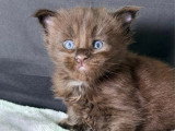 4 chatons Maine Coon femelles LOOF nés en avril 2026 à réserver