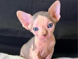 2 chatons Sphynx mâles LOOF à vendre nés en avril 2026