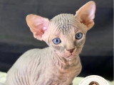 2 chatons Sphynx mâles LOOF à vendre nés en avril 2026