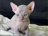 2 chatons Sphynx mâles LOOF à vendre nés en avril 2026