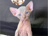 2 chatons Sphynx mâles LOOF à vendre nés en avril 2026