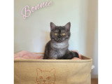 Chatonne British Shorthair LOOF à réserver